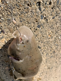 シタビラメの釣果