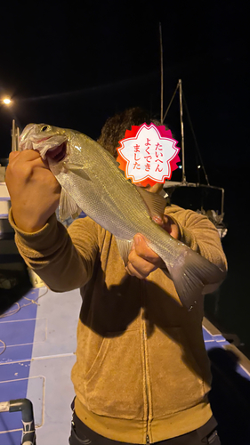 スズキの釣果