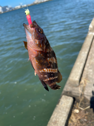 アコウの釣果