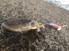 コウイカの釣果