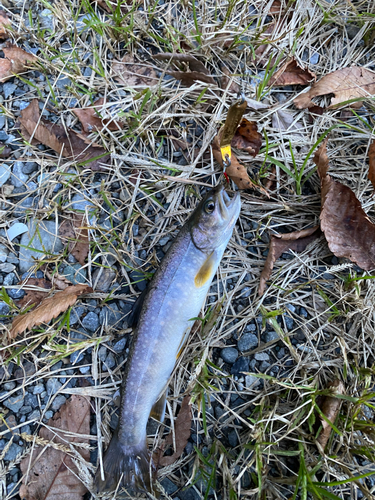 イワナの釣果