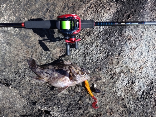 オウゴンムラソイの釣果