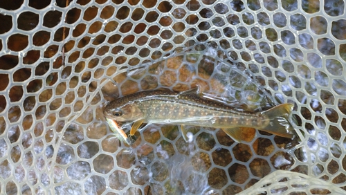 ニッコウイワナの釣果