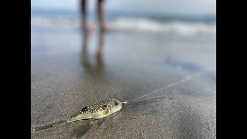 フグの釣果