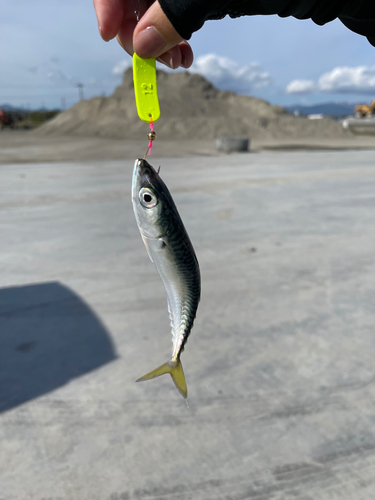 サバの釣果