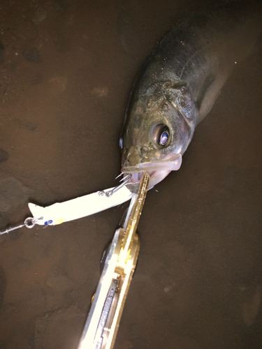 釣果