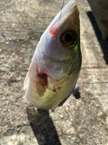 イシモチの釣果