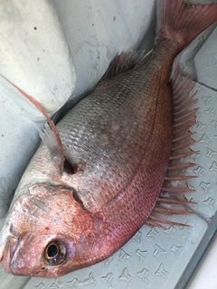 タイの釣果