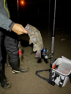 クロソイの釣果