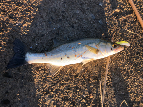 スズキの釣果