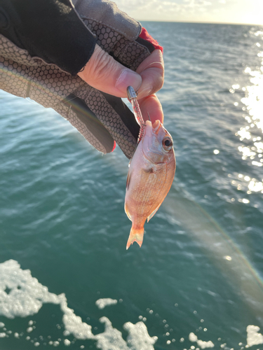 マダイの釣果