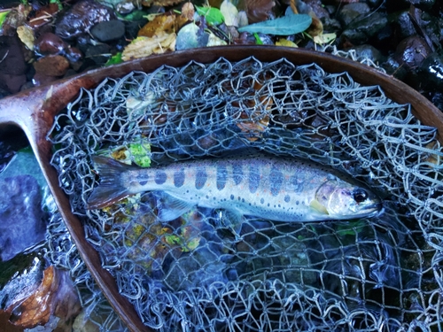 アマゴの釣果