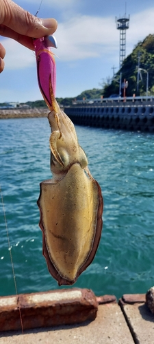 イカの釣果