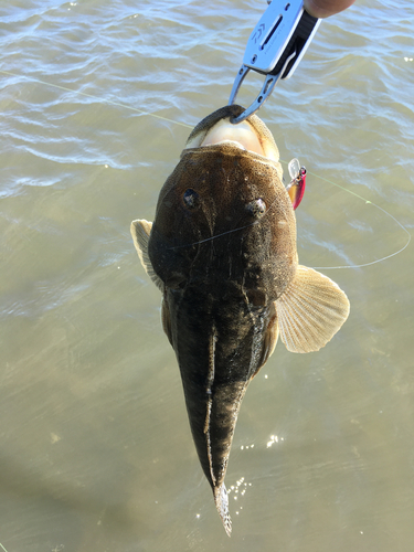 マゴチの釣果