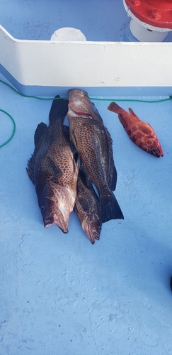 オオモンハタの釣果