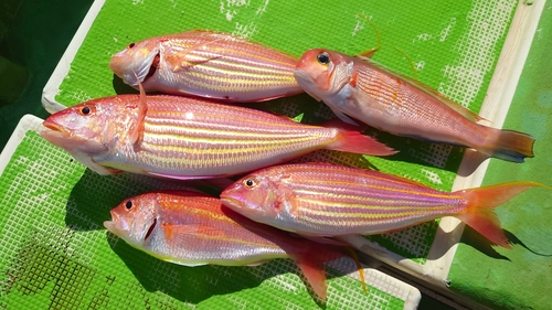 アマダイの釣果