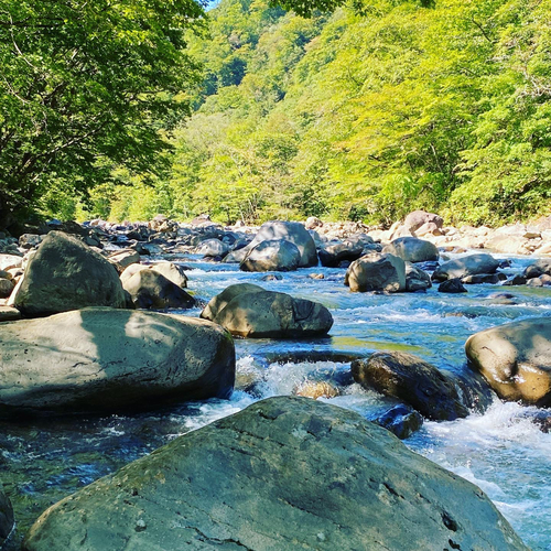 イワナの釣果