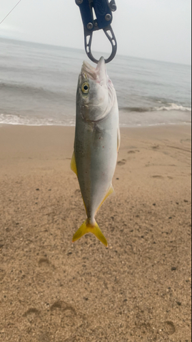 ショゴの釣果