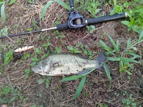 ブラックバスの釣果