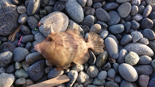 カワハギの釣果