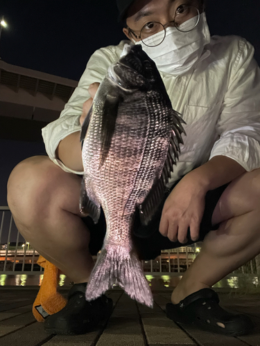 チヌの釣果