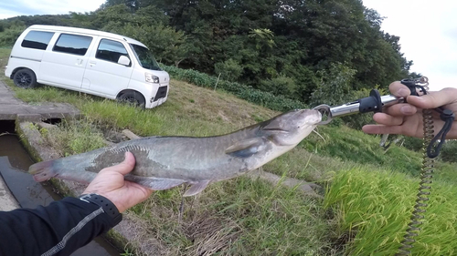 ナマズの釣果