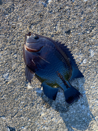 オヤビッチャの釣果