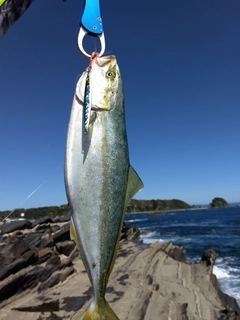 イナダの釣果