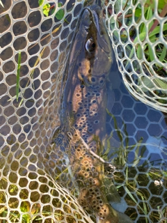 ブラウントラウトの釣果