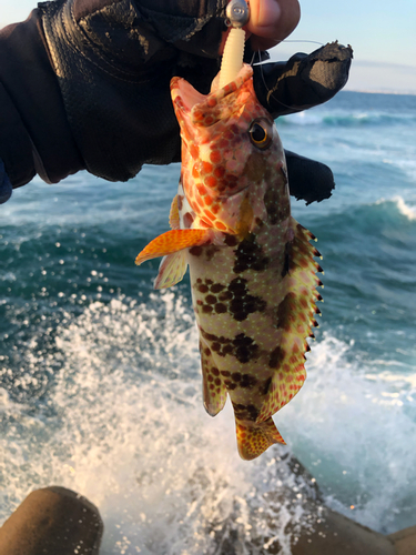 イシミーバイの釣果