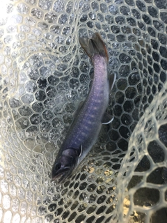 イワナの釣果