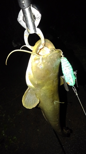 マナマズの釣果