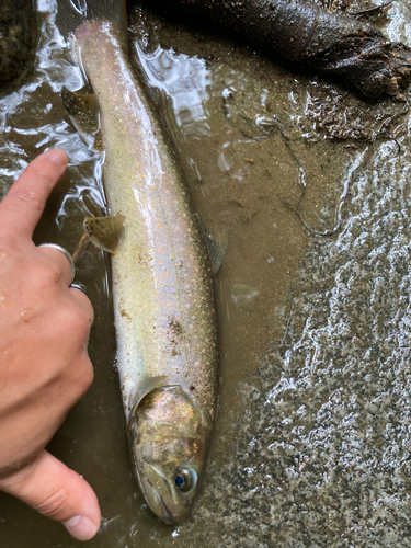 イワナの釣果