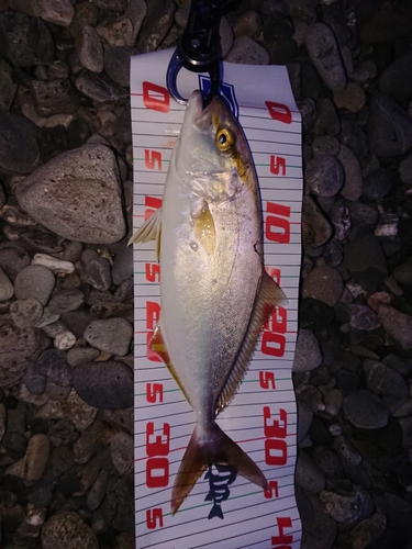 ショゴの釣果