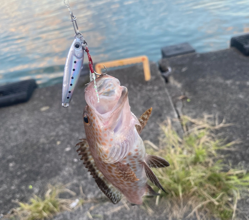 オオモンハタの釣果