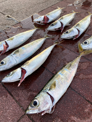 サバの釣果