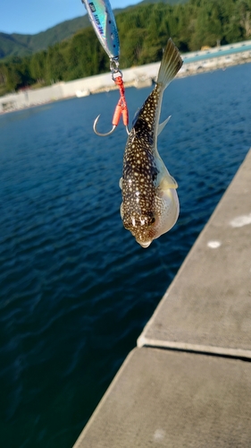 フグの釣果