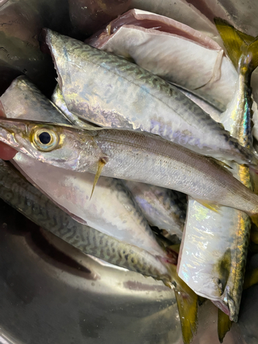 カマスの釣果