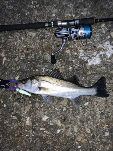 シーバスの釣果