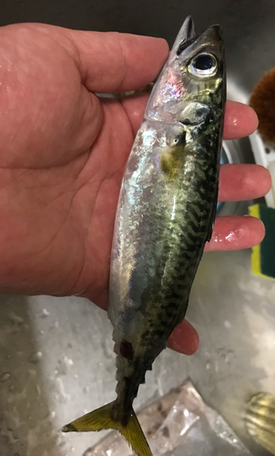 サバの釣果