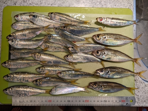 アジの釣果