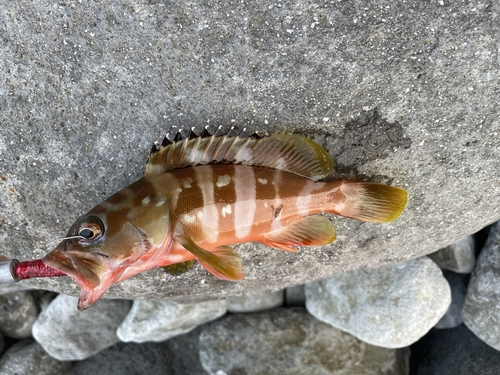 アカハタの釣果