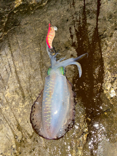 アオリイカの釣果