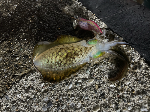 アオリイカの釣果