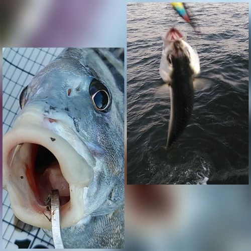 コショウダイの釣果