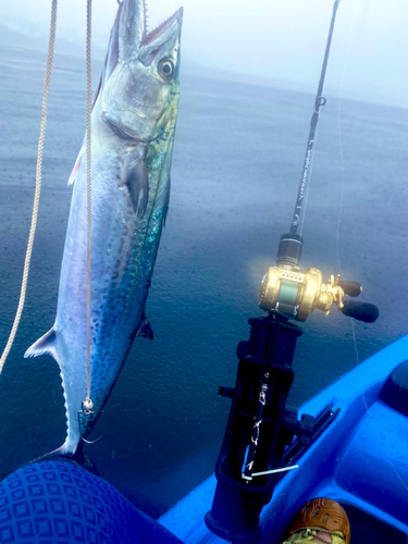 サゴシの釣果