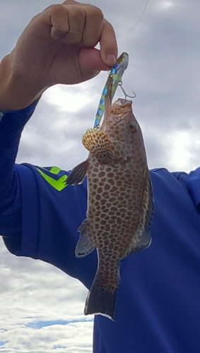 オオモンハタの釣果