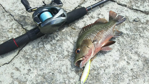 ゴマフエダイの釣果