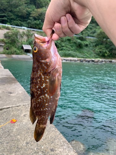 キジハタの釣果