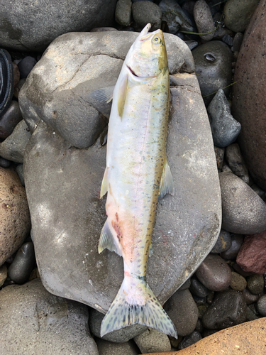 カラフトマスの釣果